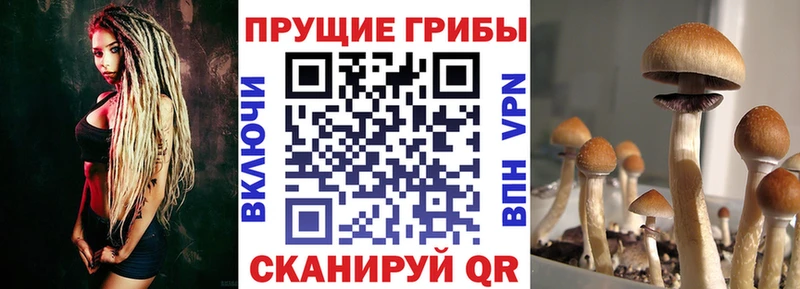 Псилоцибиновые грибы Psilocybine cubensis  даркнет сайт  Севск 